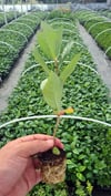 BURSATARIM1 Yaşlı Viyolde Nero Aronia ( Aronya) Fide 