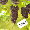 BURSATARIMMars Seedless Üzüm Fidanı 