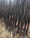 BURSATARIMKırmızı Ayva Fidanı