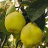 BURSATARIMLimon Ayva Fidanı