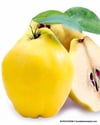 BURSATARIMLimon Ayva Fidanı