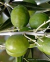 BURSATARIMArbosana Zeytin Fidanı