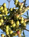 BURSATARIMArbosana Zeytin Fidanı