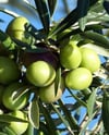 BURSATARIMArbosana Zeytin Fidanı