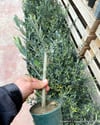 BURSATARIMGemlik Zeytin Fidanı C1 Saksılı