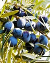 BURSATARIMGemlik Zeytin Fidanı