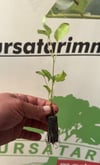 BURSATARIMBounty Kivi Anacı