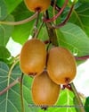 BURSATARIMSarı Kivi Fidanı ( Kemalbey Erkek )