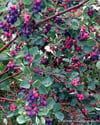 BURSATARIMSaskatoon Berry Nortline