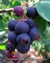 BURSATARIMSaskatoon Berry Smoky
