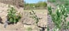 BURSATARIMSaskatoon Berry Northline