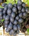 BURSATARIMHoroz Karası ( Antep Karası) Üzümü Fidanı
