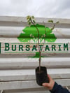 BURSATARIMAşılı Leylak Fidanı