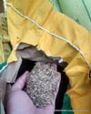 BURSATARIMÇim Tohumu 10KG 