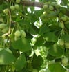 BURSATARIMGinkgo biloba Mabet Ağacı Fidanı