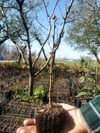 BURSATARIMHuş Betula