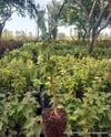 BURSATARIMHuş Betula