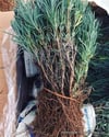 BURSATARIMLavanta Fidesi Angustifolia