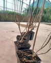 BURSATARIMOrtanca