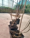 BURSATARIMOrtanca