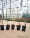 BURSATARIMOrtanca