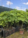 BURSATARIMPaulownia Fidanı ( Çin Kavağı ) 