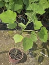 BURSATARIMPaulownia Fidanı ( Çin Kavağı ) 