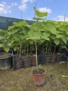 BURSATARIMPaulownia Fidanı ( Çin Kavağı ) 