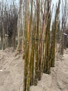 BURSATARIMPaulownia Fidanı - Büyük Boy ( Çin Kavağı - pavlonya ) 