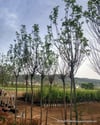 BURSATARIMYetişkin Akasya Ağacı