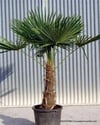 BURSATARIMYetişkin Bodur Akdeniz Palmiyesi (CHAMAEROPS HUMILIS)