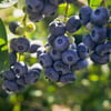 BURSATARIMDarrow Yaban Mersini Fidanı ( Likapa - Mavi Yemiş )