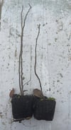 BURSATARIMHollanda Kuşburnu Rosa Rugosa - Viyol