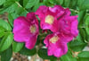 BURSATARIMHollanda Kuşburnu Rosa Rugosa - Viyol
