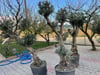 BURSATARIMYetişkin Bonzai Zeytin Fidanı 15 YAŞ 