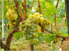 Chardonnay Üzüm Fidanı