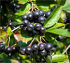 Aronia Fidanı