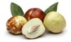 Hünnap (İri)  Fidanı