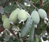 Kaymak (Fejio) Ağacı