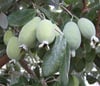Kaymak (Fejio) Ağacı