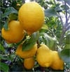 Limon ( Mayer ) Fidanı