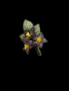 Lilium Bouquet Handmade Brooch