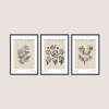 Flower Market London Line Art 3'lü Tablo Seti