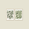 Flower Market Monstera and Daisy 2'li Tablo Seti