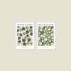 Flower Market Monstera and Daisy 2'li Tablo Seti