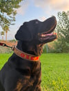 Custom Köpek Tasması