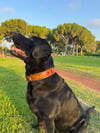 Custom Köpek Tasması