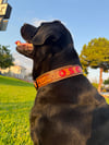 Custom Köpek Tasması