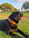 Custom Köpek Tasması