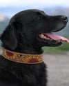 Sunflower Deri Köpek Tasması